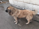 Câine ciobănesc mascul caută altă casă,accept și schimb.