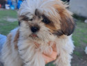 Pui caine Shih Tzu
