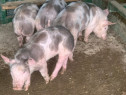 Disponibili purcei rasa Pietrain 25-30kg