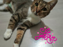 Adoptie pisica castrata Sandra