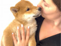 Baietel Shiba Inu
