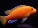 Maylandia estherae (Red zebra cichlid) - direct din crescatoria propri