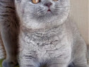 British shorthair blue