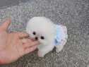Pomeranian mini boo