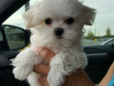 Bichon maltez mini tot