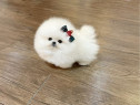 Pomeranian ursuleț mini boo