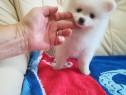 Fetita Și Băiețel Pomeranian Talie mica