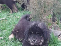 Pui de mastiff/mastif tibetan