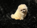 Pomeranian tip Boo