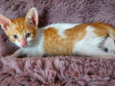 Adoptie pui de pisica roscat