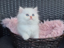 Pisic persan cu ochi albastri