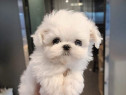 Bichon maltez mini toy