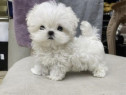 Bichon maltez mini toy