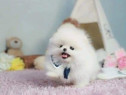 Pomeranian mini Ursuleț