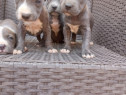 Caței Amstaff blue