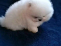 Pomeranian ursulet boo mini