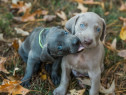 Brac weimar -weimaraner blue și gri