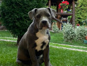 Pui de American Bully