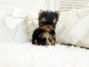 Yorkshire terrier mini toy