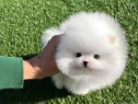 Pomeranian mini boo