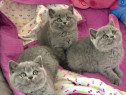 British shorthair pisoiași