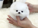 Pomeranian talie foarte mica toy exemplare superbe