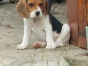 Beagle tricolor in virsta de 7 saptamini