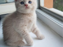 British shorthair crem