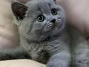 British shorthair pisoiași