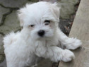 Pui Bichon Maltez mini toy