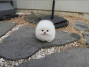 Pomeranian boo mini