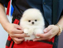 Pomeranian talie mica la maturitate