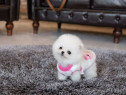 Pomeranian puppy toy