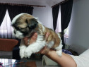 Pui shih tzu 2 luni