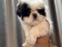 Shih Tzu de talie mica 2 luni