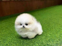 Pomeranian Miniatural boo calitate nr 1