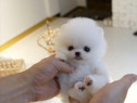 Pomeranian Teeacup Mini Boo Talie de Buzunar!Asigur Transport