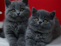 British shorthair motănei și pisicuțe