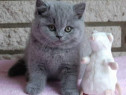 British shorthair rasa pura