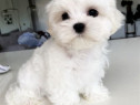 Bichon maltez mini toy