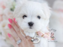 Bichon maltez mini toy