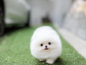 Pomeranian mini boo