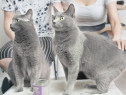 Korat pui pisică