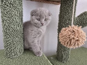 Pisica scottish fold
