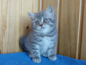 Oferta! Fată American shorthair blue tabby chinchilla