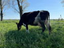 Vaca/vaci Bune de lapte