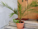 Palmier rar, palmiere - Phoenix Canariensis Palmiere deosebite