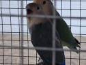 Papagali agapornis