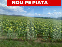 De vânzare teren arabil – 4,58 ha, Moacșa, Covasna