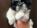 Shih Tzu rasa pura baietel